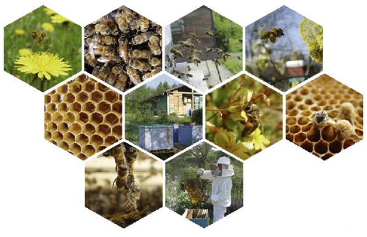 thumbnail - Apiculture - 10 posters hexagonaux